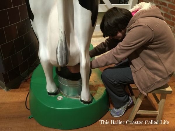 Milking a Cow at Turkey Hill Experience