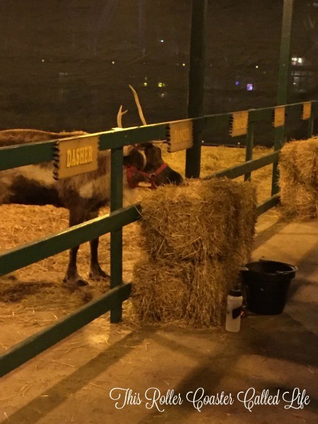 Reindeer at Hersheypark