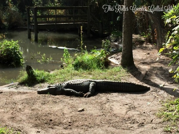 Brevard Zoo Alligator
