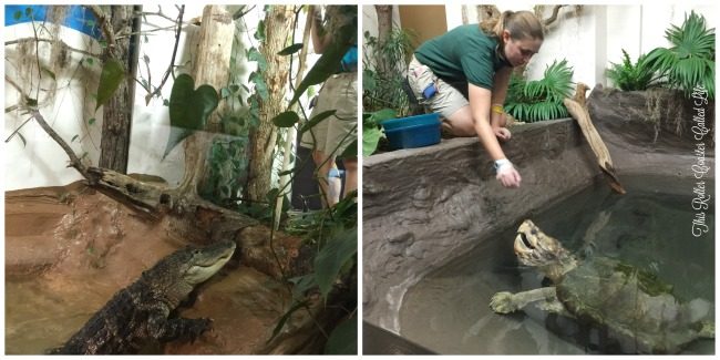 Feeding the Reptiles at ZooAmerica