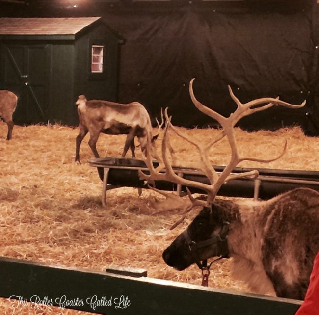 santa-reindeer-at-hersheypark